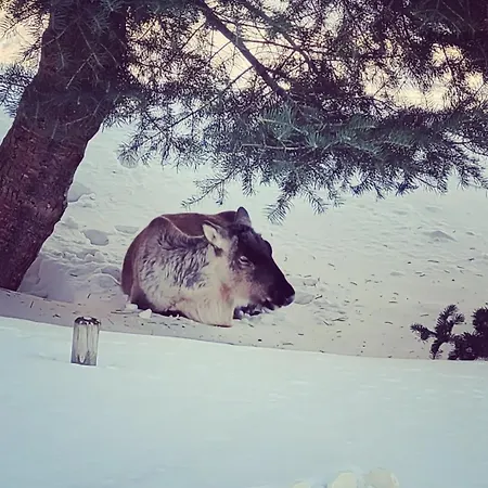 Cozy 아파트 트롬쇠